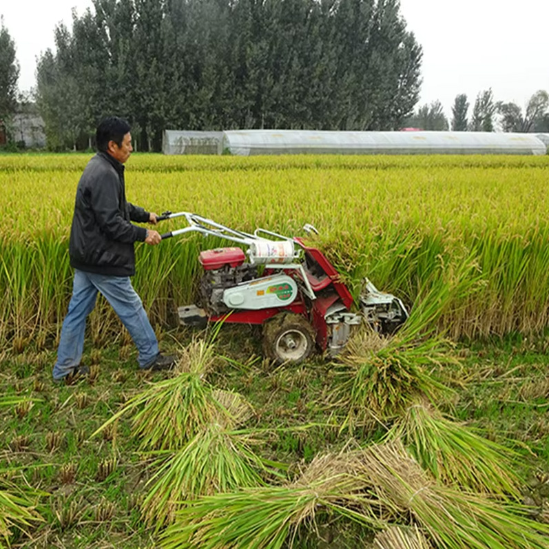 Operator using a compact reaper harvester to cut rice